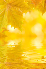 Image showing Beautiful golden leaves in autumn