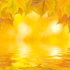 Image showing Beautiful golden leaves in autumn