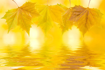 Image showing Beautiful golden leaves in autumn