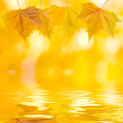 Image showing Beautiful golden leaves in autumn