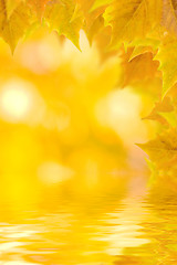 Image showing Beautiful golden leaves in autumn