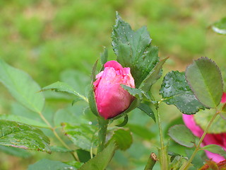 Image showing Pink Rose Bud