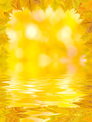 Image showing Beautiful golden leaves in autumn