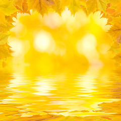 Image showing Beautiful golden leaves in autumn