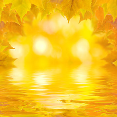 Image showing Beautiful golden leaves in autumn