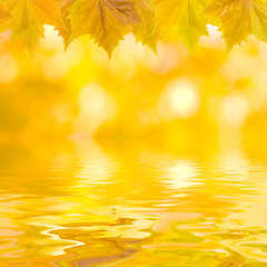 Image showing Beautiful golden leaves in autumn