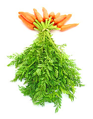 Image showing Carrots