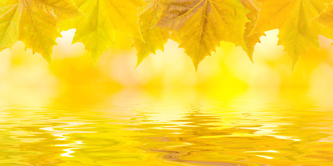 Image showing Beautiful golden leaves in autumn