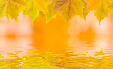 Image showing Beautiful golden leaves in autumn