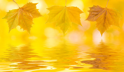 Image showing Beautiful golden leaves in autumn