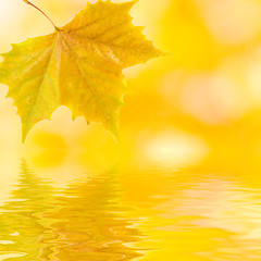 Image showing Beautiful golden leaves in autumn