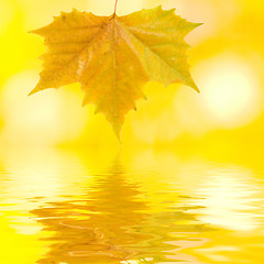 Image showing Beautiful golden leaves in autumn