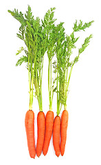 Image showing Carrots