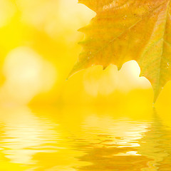 Image showing Beautiful golden leaves in autumn