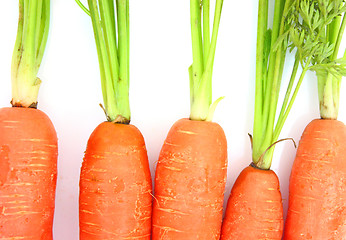 Image showing Carrots