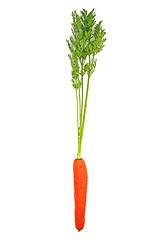 Image showing Carrots