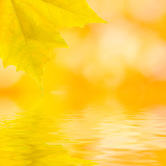 Image showing Beautiful golden leaves in autumn