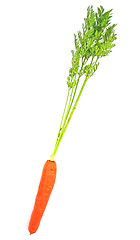 Image showing Carrots