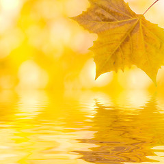 Image showing Beautiful golden leaves in autumn