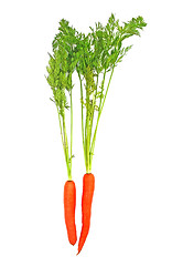 Image showing Carrots