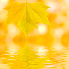 Image showing Beautiful golden leaves in autumn