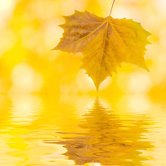 Image showing Beautiful golden leaves in autumn