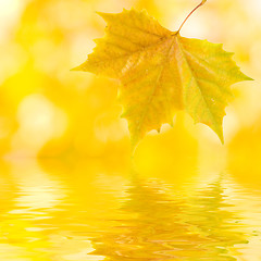 Image showing Beautiful golden leaves in autumn