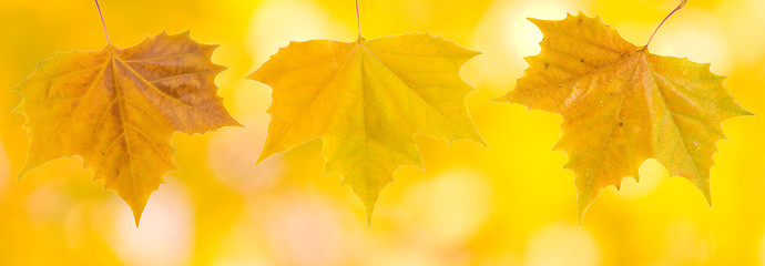 Image showing Beautiful leaves in autumn