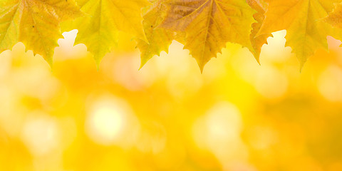 Image showing Beautiful leaves in autumn