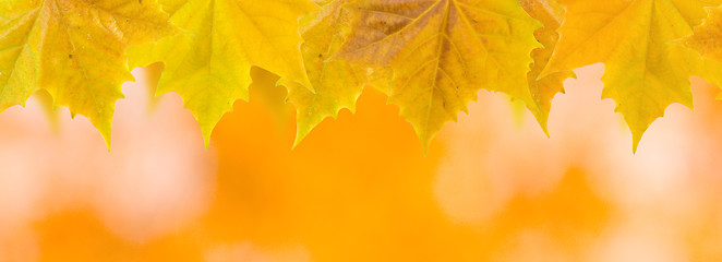 Image showing Beautiful leaves in autumn