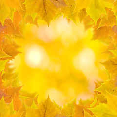 Image showing Beautiful leaves in autumn