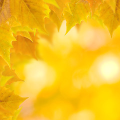 Image showing Beautiful leaves in autumn