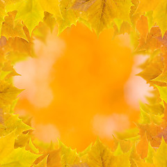 Image showing Beautiful leaves in autumn