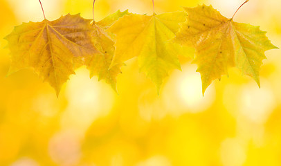 Image showing Beautiful leaves in autumn