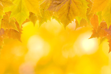 Image showing Beautiful leaves in autumn