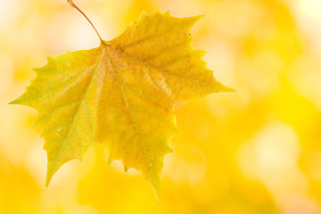 Image showing Beautiful leaves in autumn