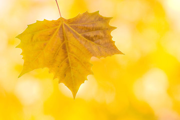 Image showing Beautiful leaves in autumn