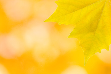 Image showing Beautiful leaves in autumn