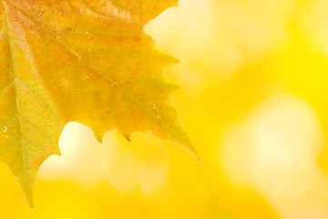 Image showing Beautiful leaves in autumn