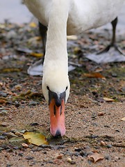 Image showing Swan 