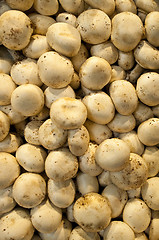 Image showing Mushrooms.