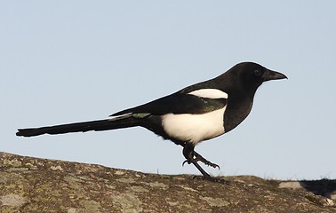 Image showing Magpie