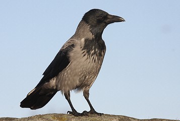 Image showing Hooded Crow. 