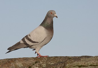 Image showing Dove