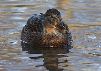 Image showing Duck