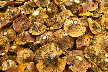 Image showing Mushrooms