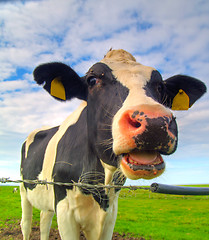 Image showing cow on pasture