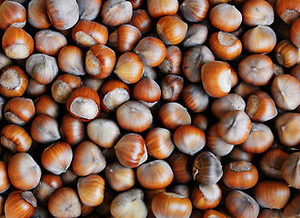 Image showing Hazelnuts