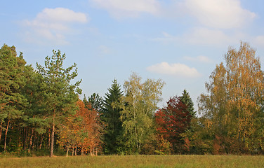 Image showing Colored Trees