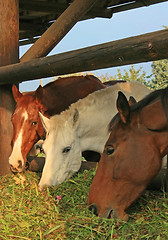 Image showing Guzzling Horses